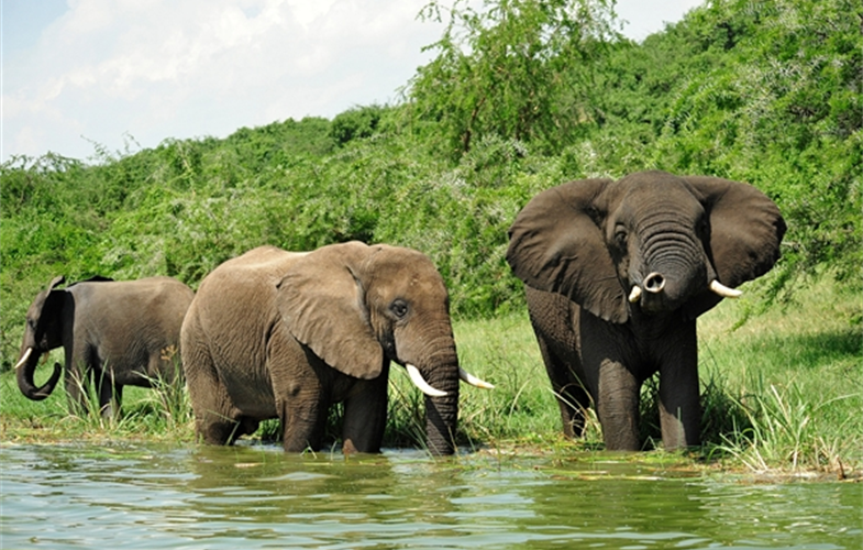 Julie Larsen Maher_5944_African Elephants in wild_UGA_06 22 10_hr